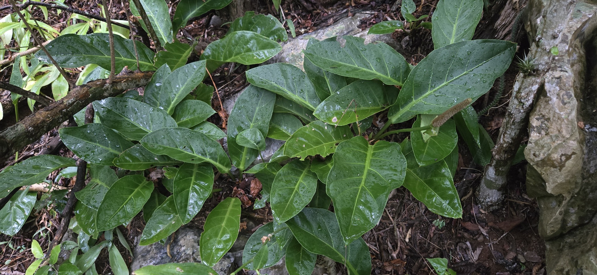 Anthurium nizandense Matuda
