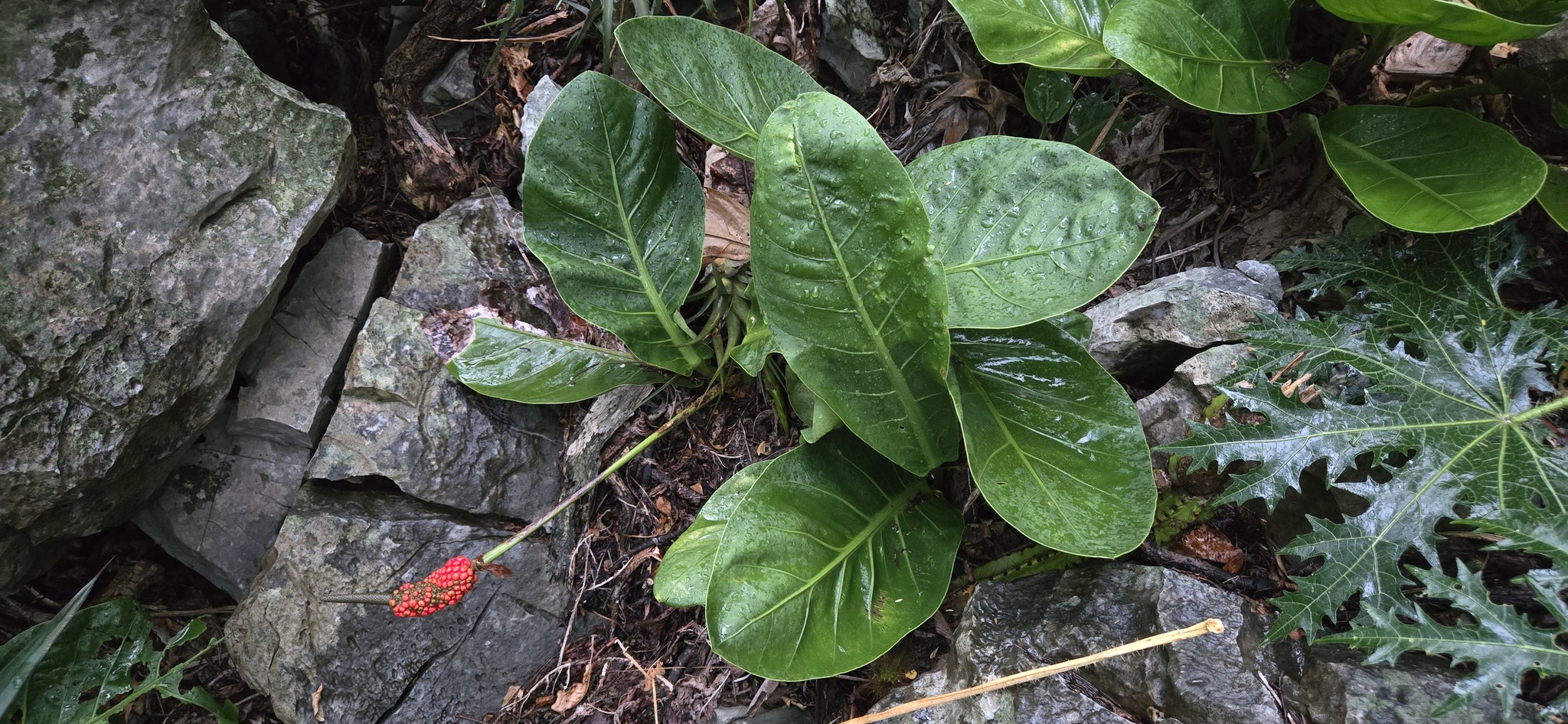 Anthurium nizandense Matuda 4