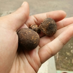 Scleroderma
