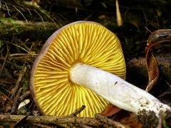 Entoloma mathinnae