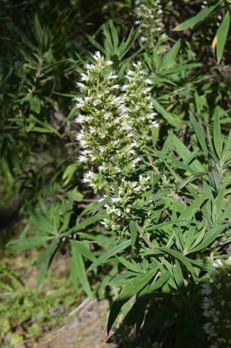 Echium onosmifolium, 2026-03-30