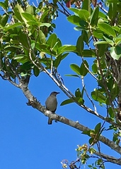 Mimus polyglottos image