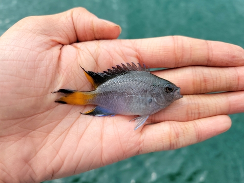 Chinese damsel (Neopomacentrus bankieri) — Pomacentridae — 3