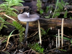 Entoloma transmutans