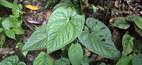 Anthurium yetlense Matuda 2