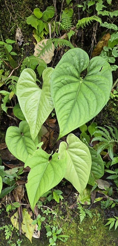 Anthurium yetlense Matuda