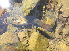 Desmognathus brimleyorum