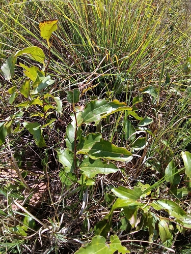 Dwarf Buffalothorn (Ziziphus zeyheriana)