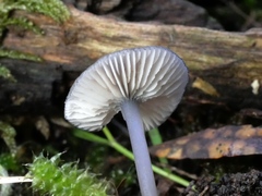 Entoloma transmutans