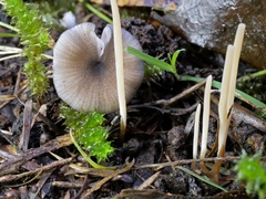 Entoloma transmutans