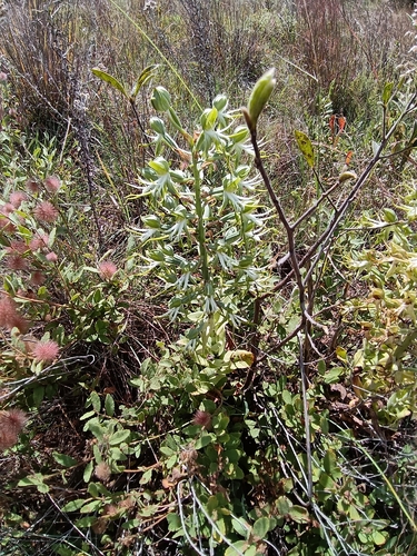 Grassveld Woodorchid (Bonatea antennifera)