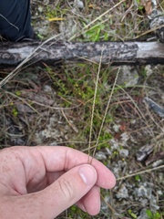 Digitaria filiformis