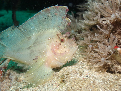 Taenianotus triacanthus