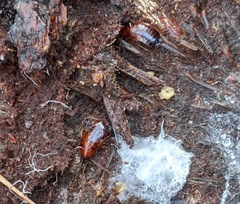 Parcoblatta pennsylvanica