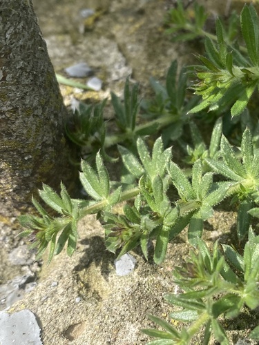 Spreading Bedstraw (Galium humifusum)
