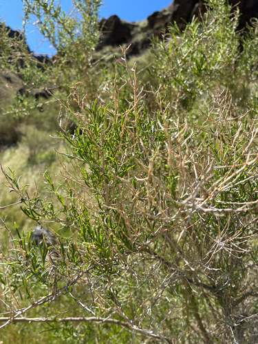 Greasewood (Sarcobatus vermiculatus)