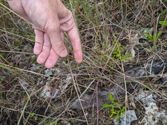 Digitaria filiformis