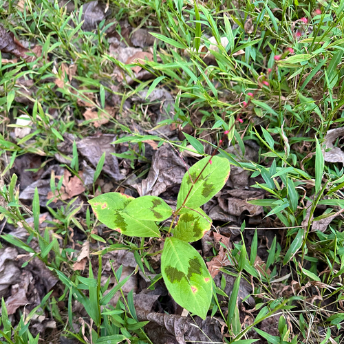 Persicaria filiformis (Persicaria filiformis)