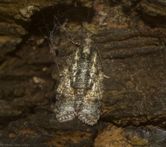 Polylopha epidesma