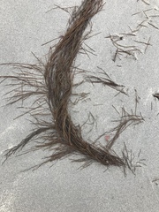 Desmarestia aculeata