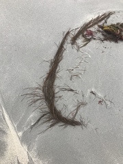 Desmarestia aculeata