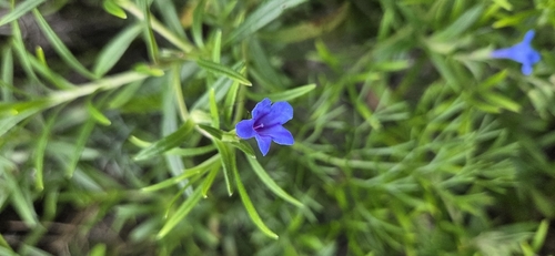 Rosemary-leaved Gromwell (Glandora rosmarinifolia)