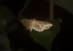 Hypolamprus ypsilon