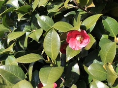 Camellia japonica