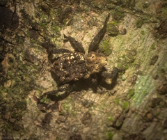 Nechyrus incomptus