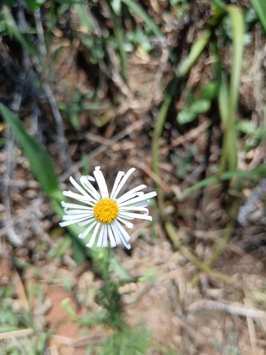 Pale Felicia (Felicia muricata)