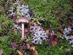 Entoloma camarophyllus