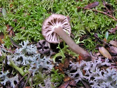 Entoloma camarophyllus