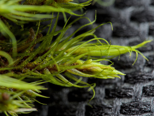 Campylopus flexuosus observed 2026-03-29