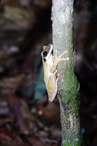 Chestnut's Slender-legged Treefrog