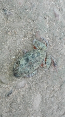 Pleurodema brachyops