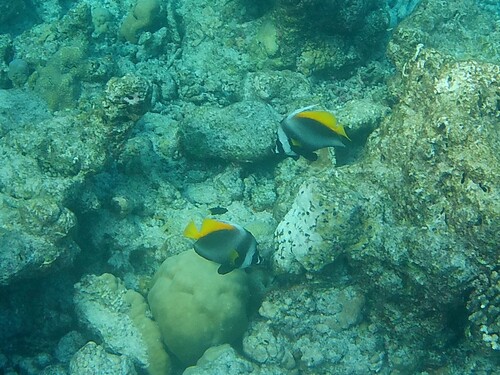 Singular Bannerfish — seen at this dive site