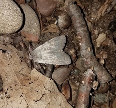 Lithophane antennata