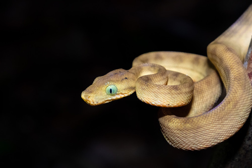 Garden Tree Boa