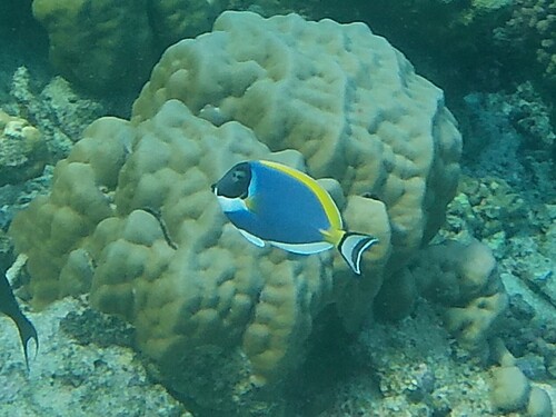 Powder Blue Tang — seen at this dive site