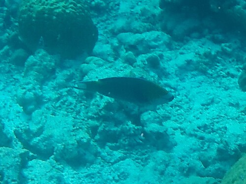 Scarus prasiognathos