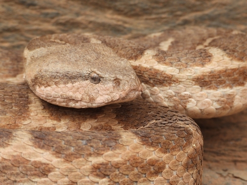 Moorish Viper