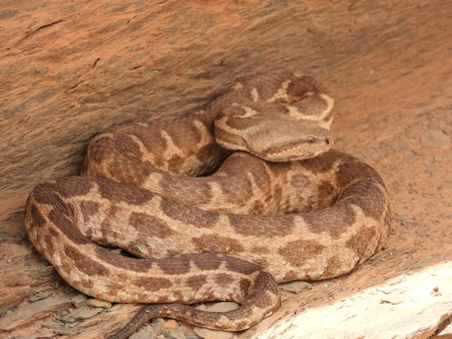 Moorish Viper
