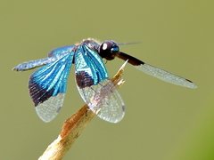 Rhyothemis resplendens