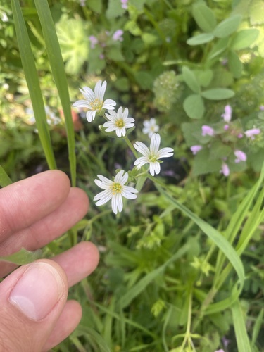 doubtful mouse-ear chickweed (Dichodon viscidus)