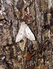 Lithophane patefacta