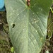 Anthurium longipeltatum Matuda
