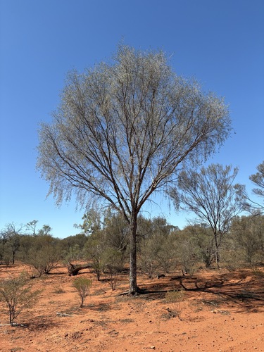 Leopardwood (Flindersia maculosa)