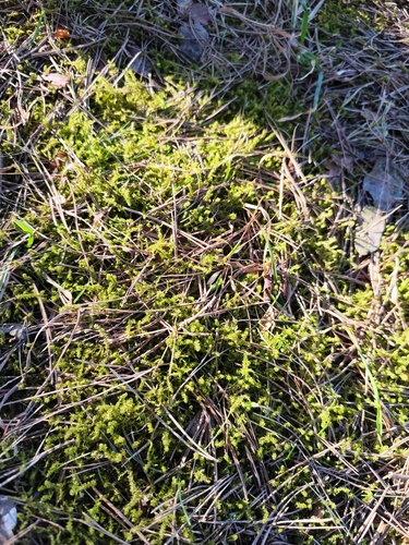 Garbanotoji kerėža