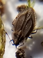 Acalypta