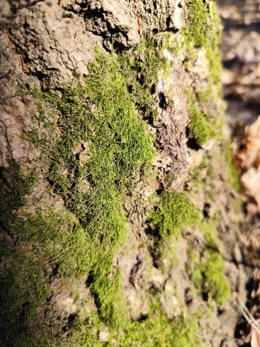 Paprastoji bukasnapė